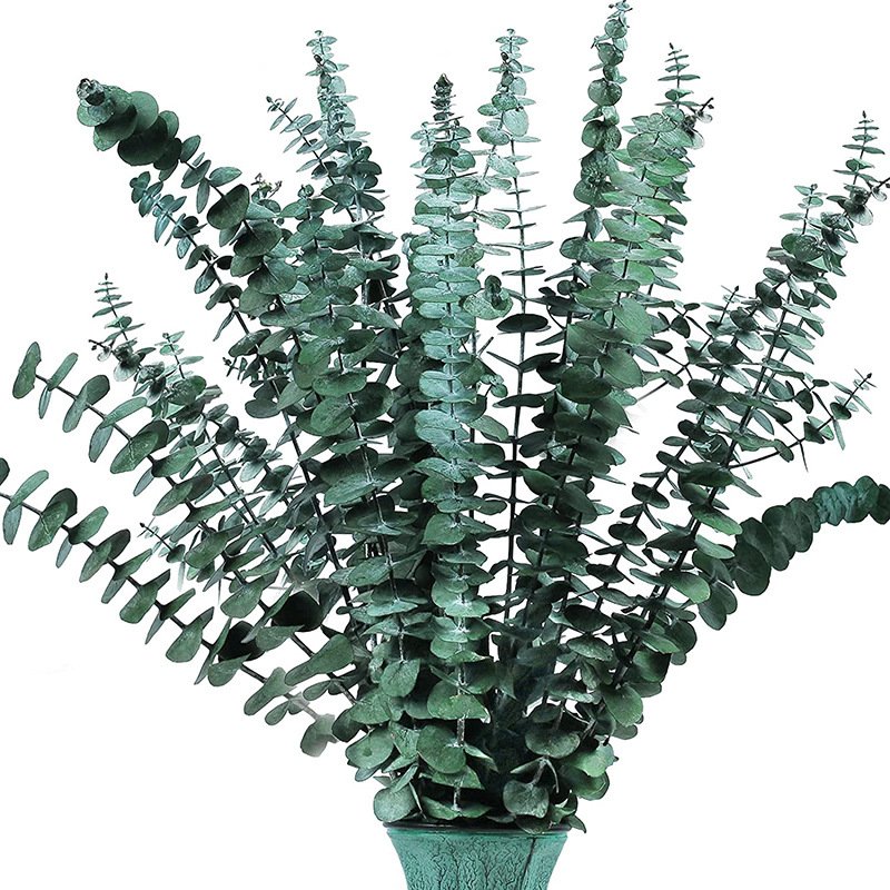 Eternal Eucalyptus Leaf Dried Flower Bouquet Flower Arrangement Small Fresh Matching Eucalyptus Leaf Ins Internet Red Plants