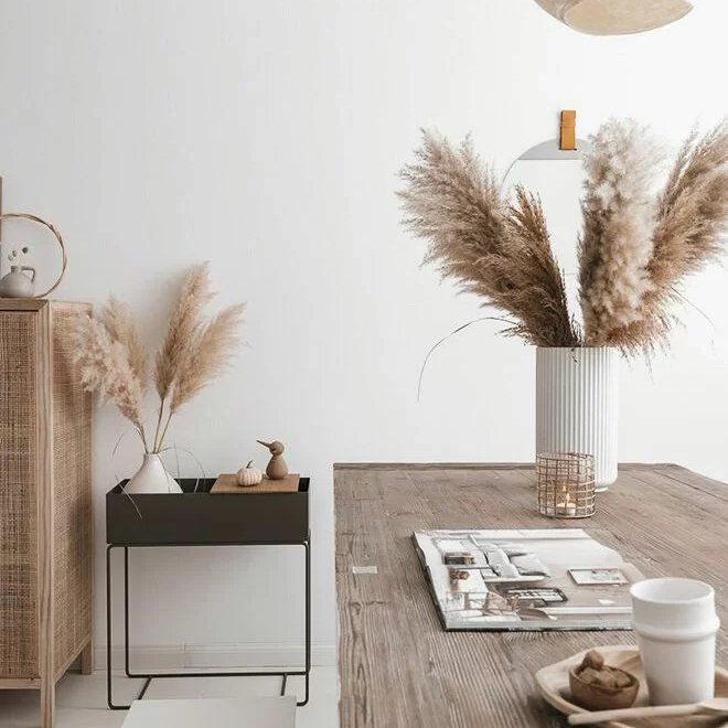Tall 4ft Pompas Beige Pampagras Real Natural Papas Pampus Pampass Pampasgraws Large Dried Flower Decor Pompous Pampas Grass