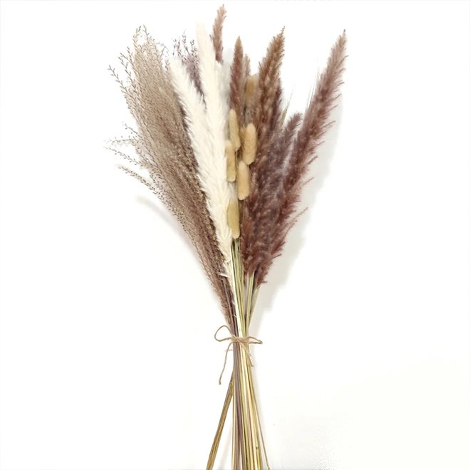 Tall 4ft Pompas Beige Pampagras Real Natural Papas Pampus Pampass Pampasgraws Large Dried Flower Decor Pompous Pampas Grass