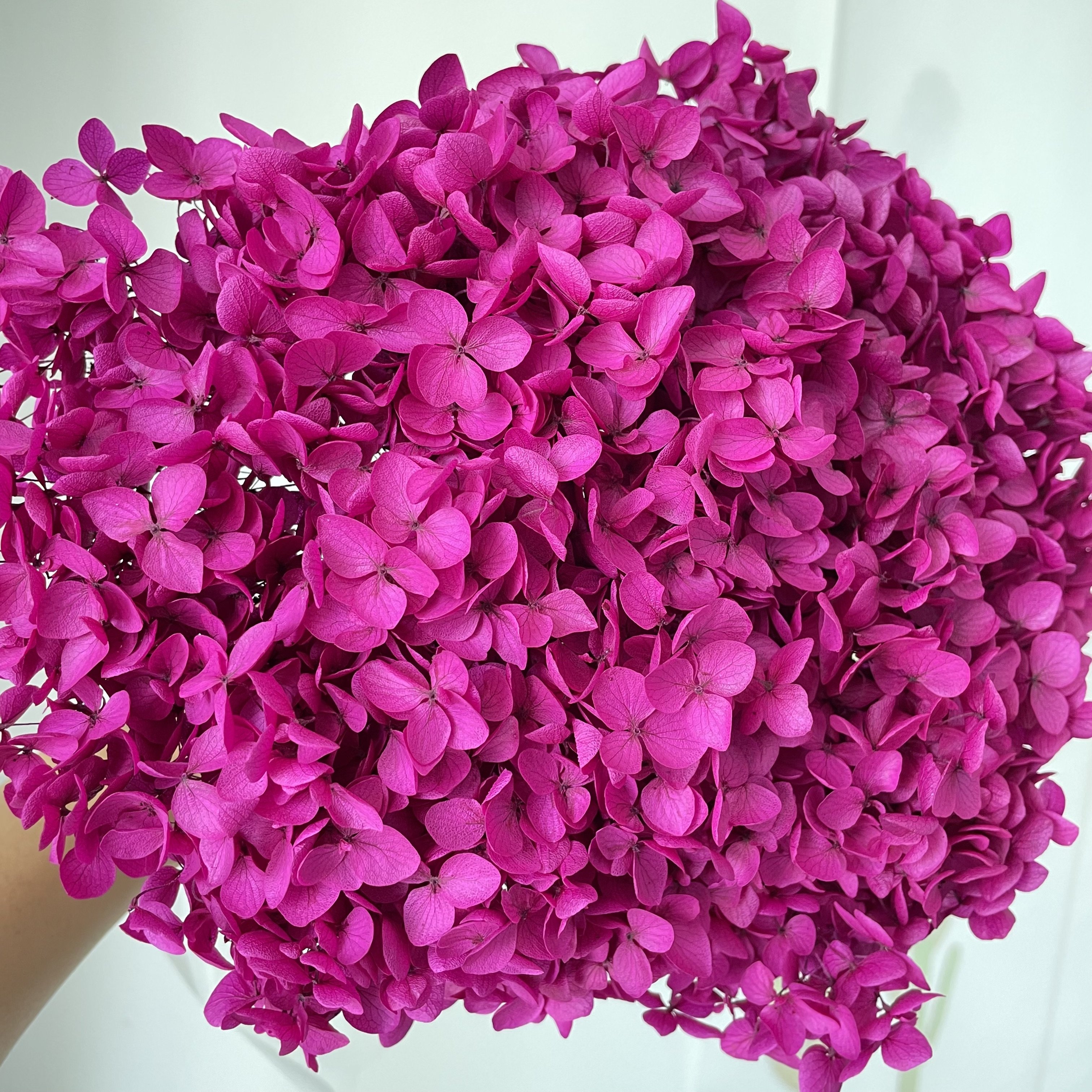 2024 ins most popular real natural purple red blue white green hot pink hydrangea long stem preserved dried hydrangeas flowers