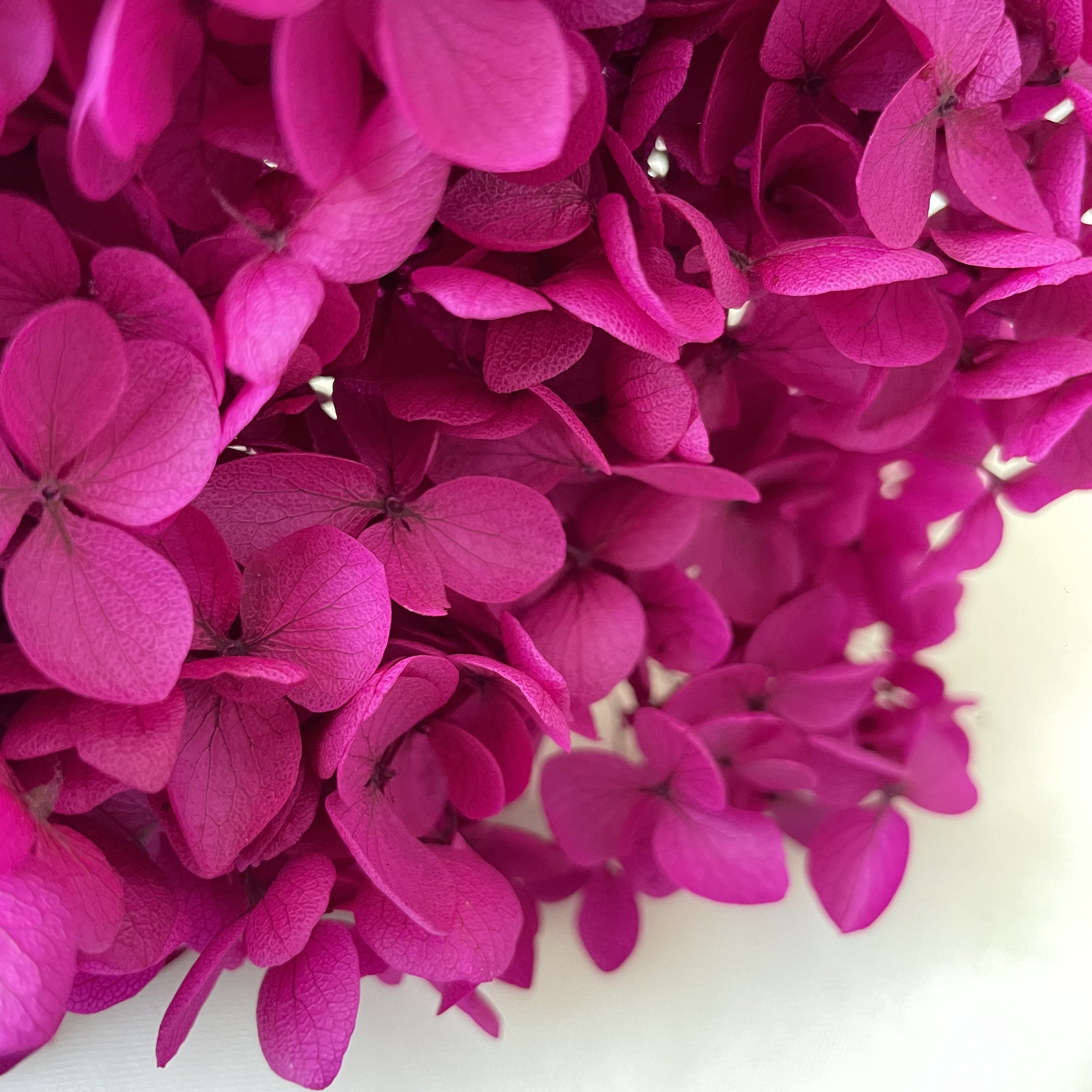 2024 ins most popular real natural purple red blue white green hot pink hydrangea long stem preserved dried hydrangeas flowers