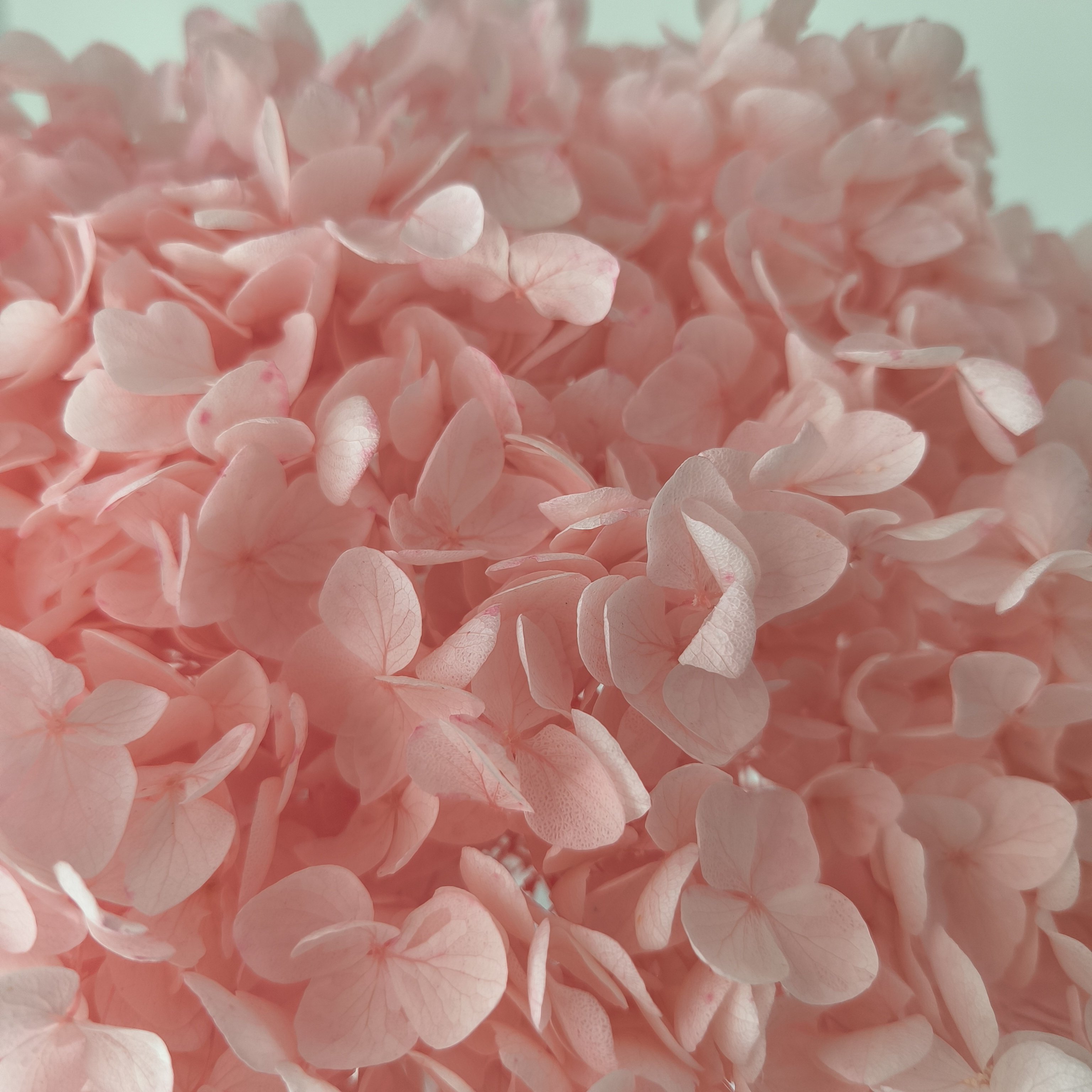 2024 ins most popular real natural purple red blue white green hot pink hydrangea long stem preserved dried hydrangeas flowers