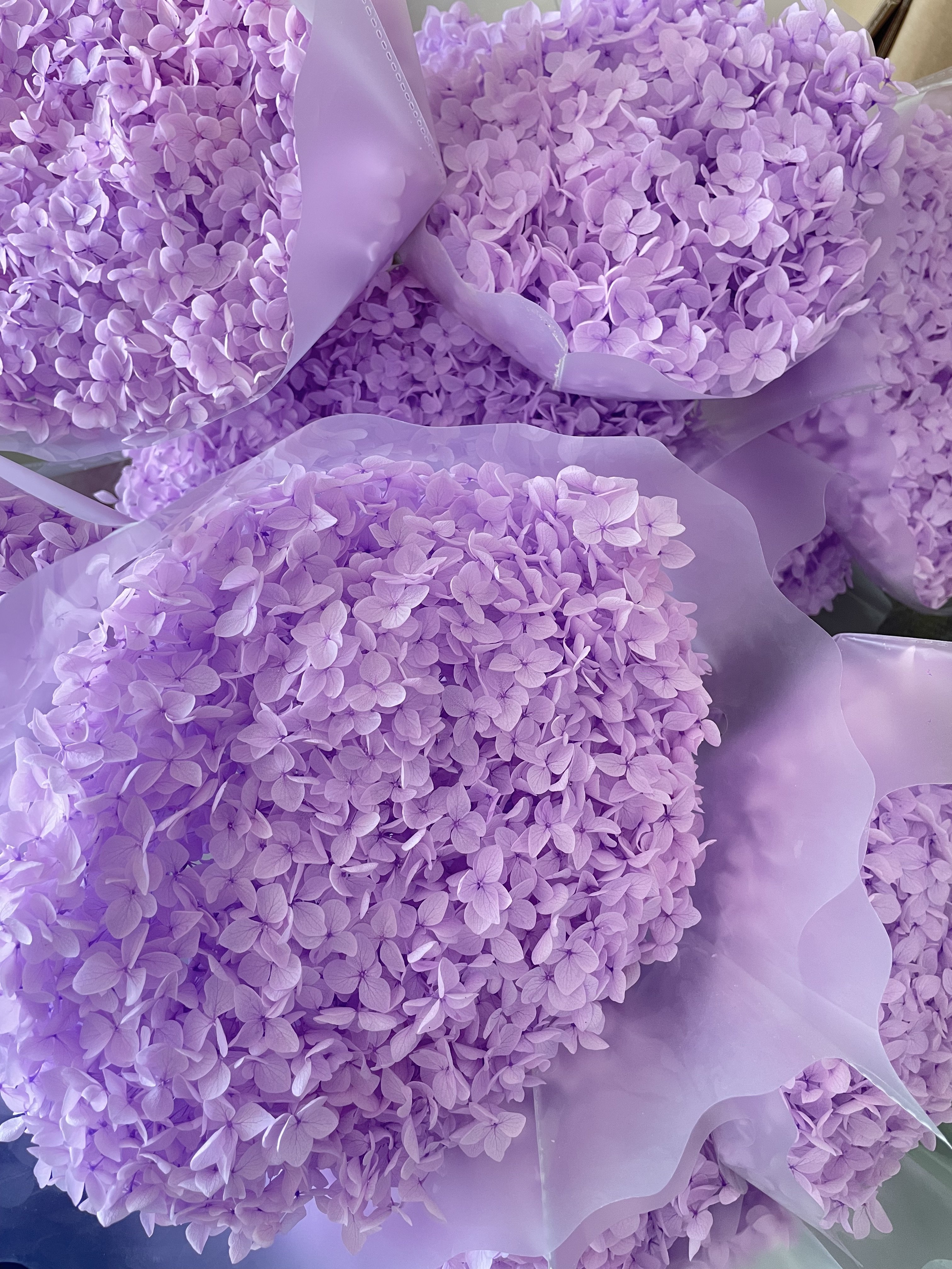 2024 ins most popular real natural purple red blue white green hot pink hydrangea long stem preserved dried hydrangeas flowers