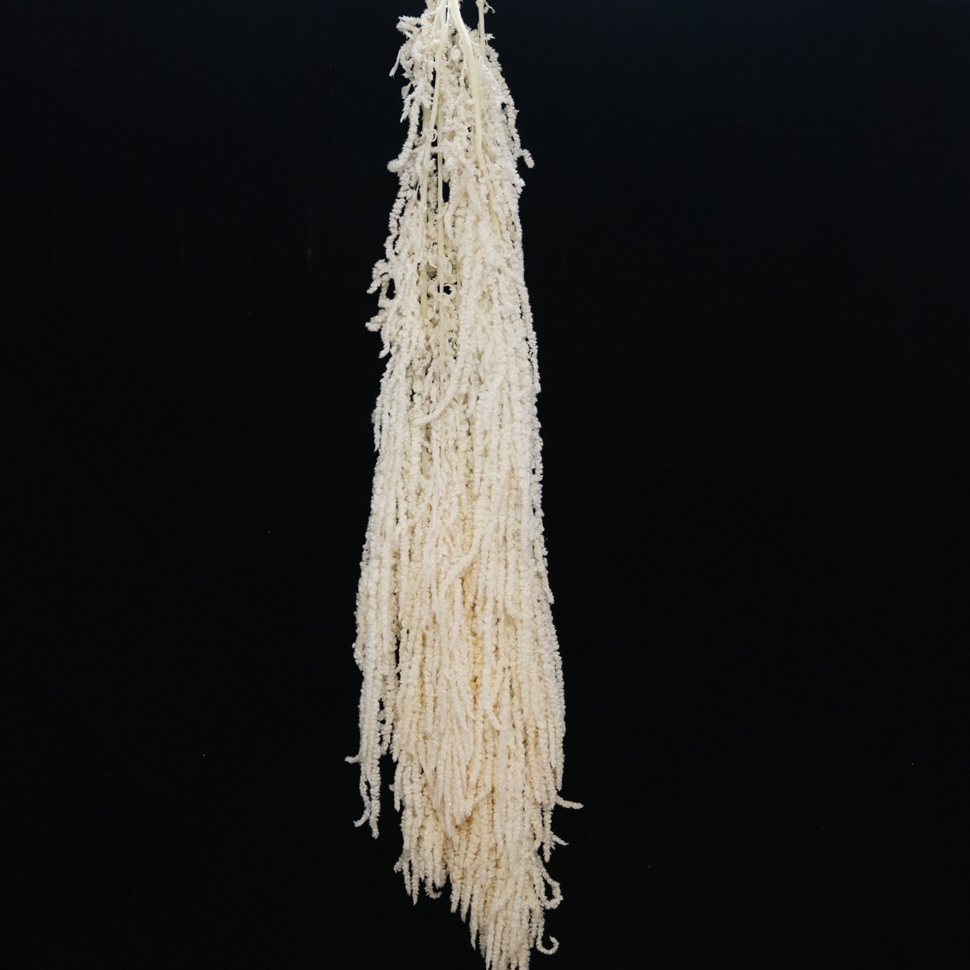 Amaranthus Hanging Preserved, Amaranthus, Hanging Flowers, Wedding Decor, Home Decor, Artwork, Moss Wall, Gift