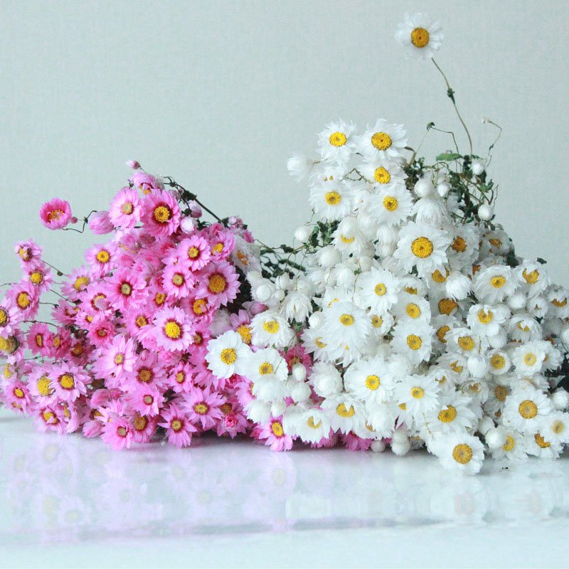AX-13 2021 hot selling product rodanthe daisy preserved dried flowers preserved daisy for home decoration