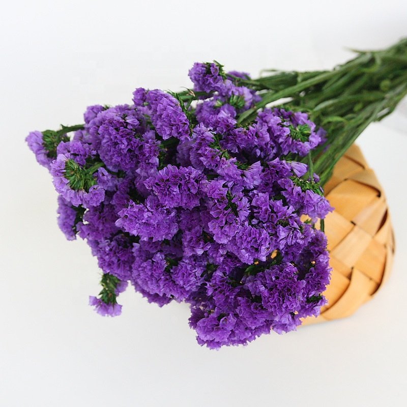 120g Per Bunch Wholesale Myosotis Sylvatica Flower White Pink Purple Myosotis Dried Myosotis Forget Me Not Flower For Wedding