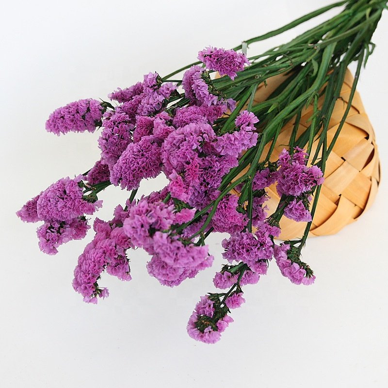 120g Per Bunch Wholesale Myosotis Sylvatica Flower White Pink Purple Myosotis Dried Myosotis Forget Me Not Flower For Wedding