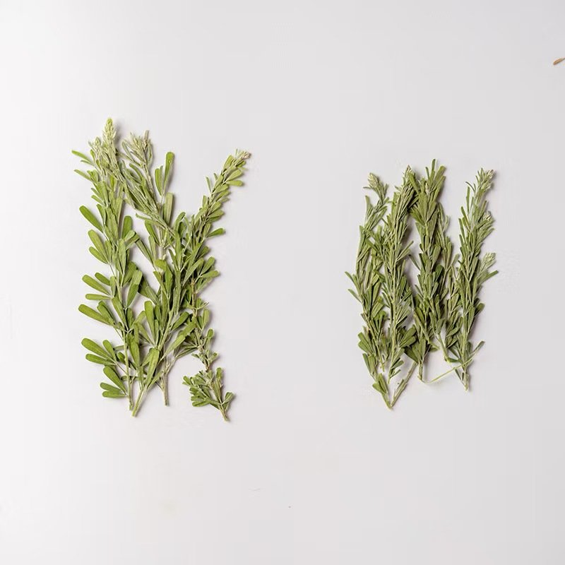 MNR2177 natural color dried small leaves for flower arrangement DIY photo