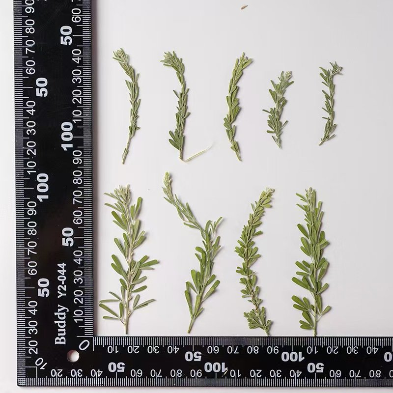 MNR2177 natural color dried small leaves for flower arrangement DIY photo