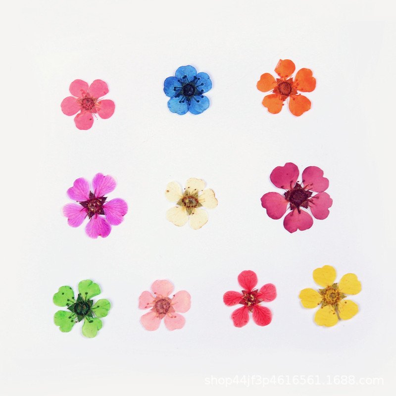 Wholesale Dried Flowers Snowy Hydrangea Pressed Flowers Natural Plants Press Daisy Flowers Resin And Nails wedding decoration