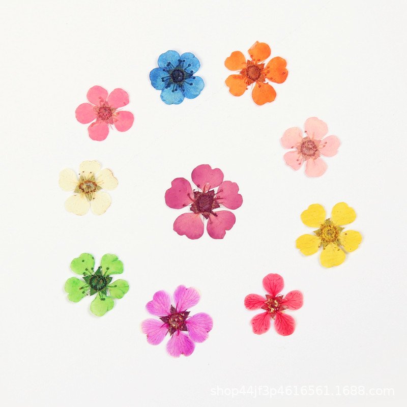 Wholesale Dried Flowers Snowy Hydrangea Pressed Flowers Natural Plants Press Daisy Flowers Resin And Nails wedding decoration