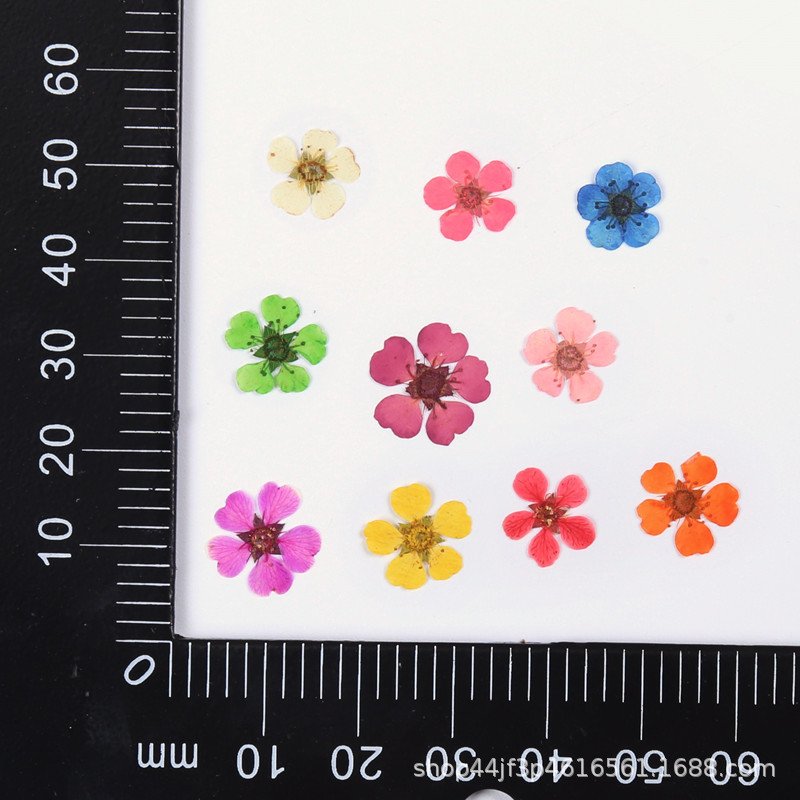 Wholesale Dried Flowers Snowy Hydrangea Pressed Flowers Natural Plants Press Daisy Flowers Resin And Nails wedding decoration