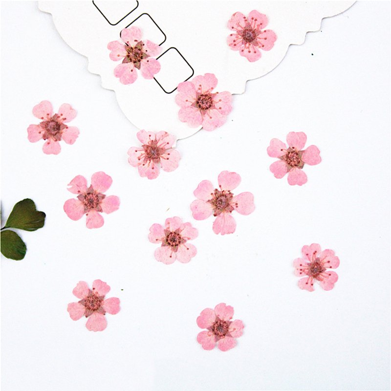 Wholesale Dried Flowers Snowy Hydrangea Pressed Flowers Natural Plants Press Daisy Flowers Resin And Nails wedding decoration