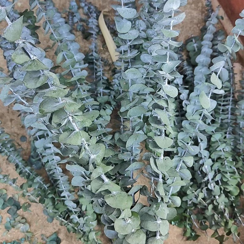 Decorative Flowers Preserved Eucalyptus Hanging Dried Leaves Round Leave Dried Eucalyptus In Bulk