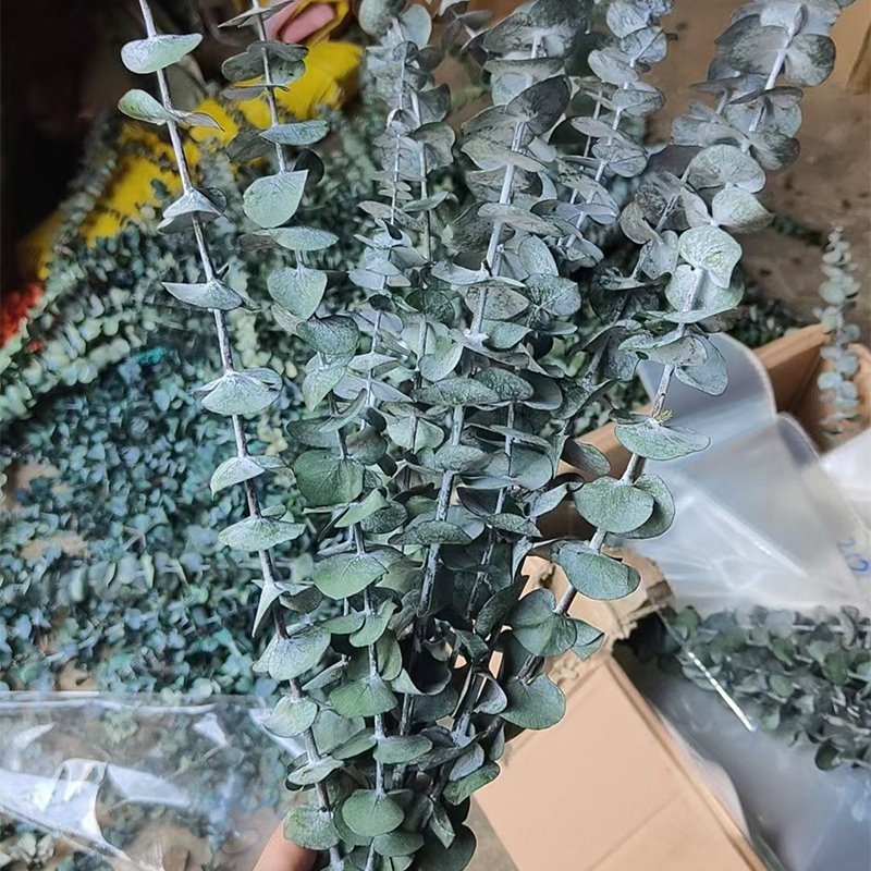 Decorative Flowers Preserved Eucalyptus Hanging Dried Leaves Round Leave Dried Eucalyptus In Bulk