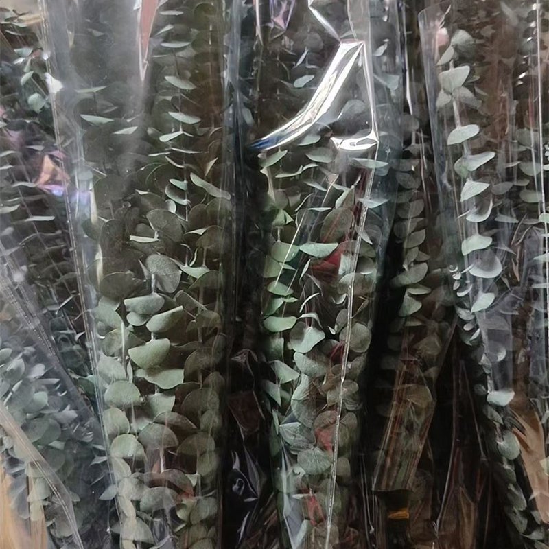 Decorative Flowers Preserved Eucalyptus Hanging Dried Leaves Round Leave Dried Eucalyptus In Bulk