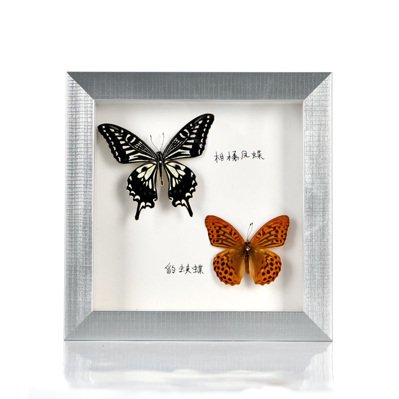Deep Shadow Box Frame Dried Butterflies Box Frames Wholesale Shadow Box Supplies Photo Frame Moulding