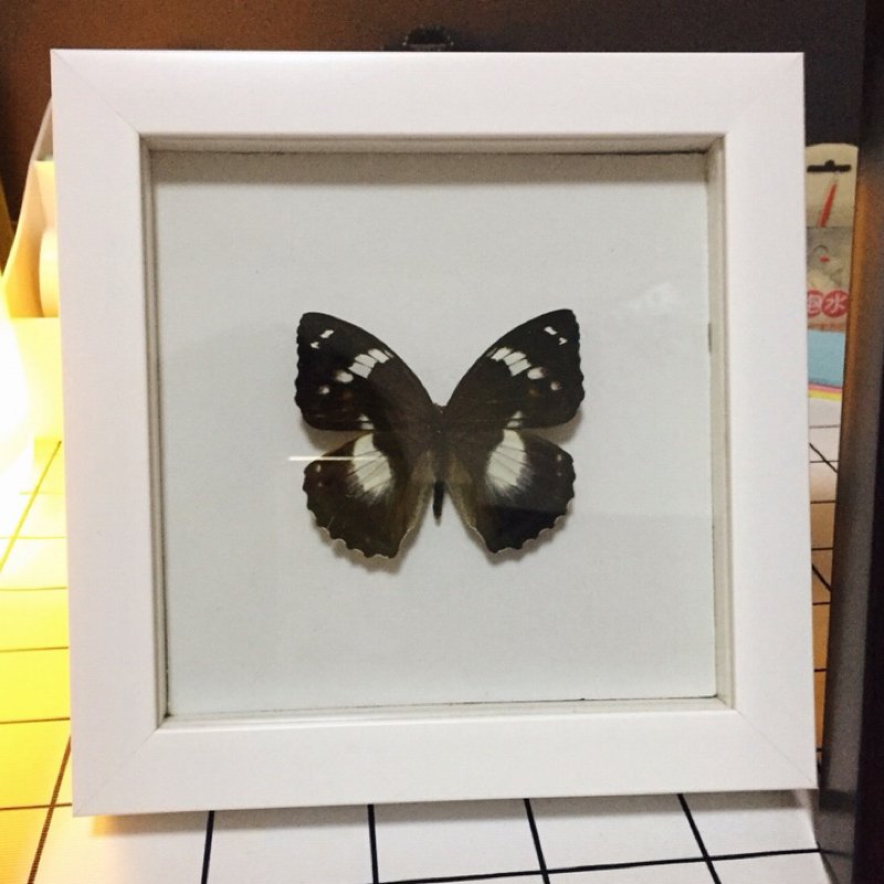 Deep Shadow Box Frame Dried Butterflies Box Frames Wholesale Shadow Box Supplies Photo Frame Moulding