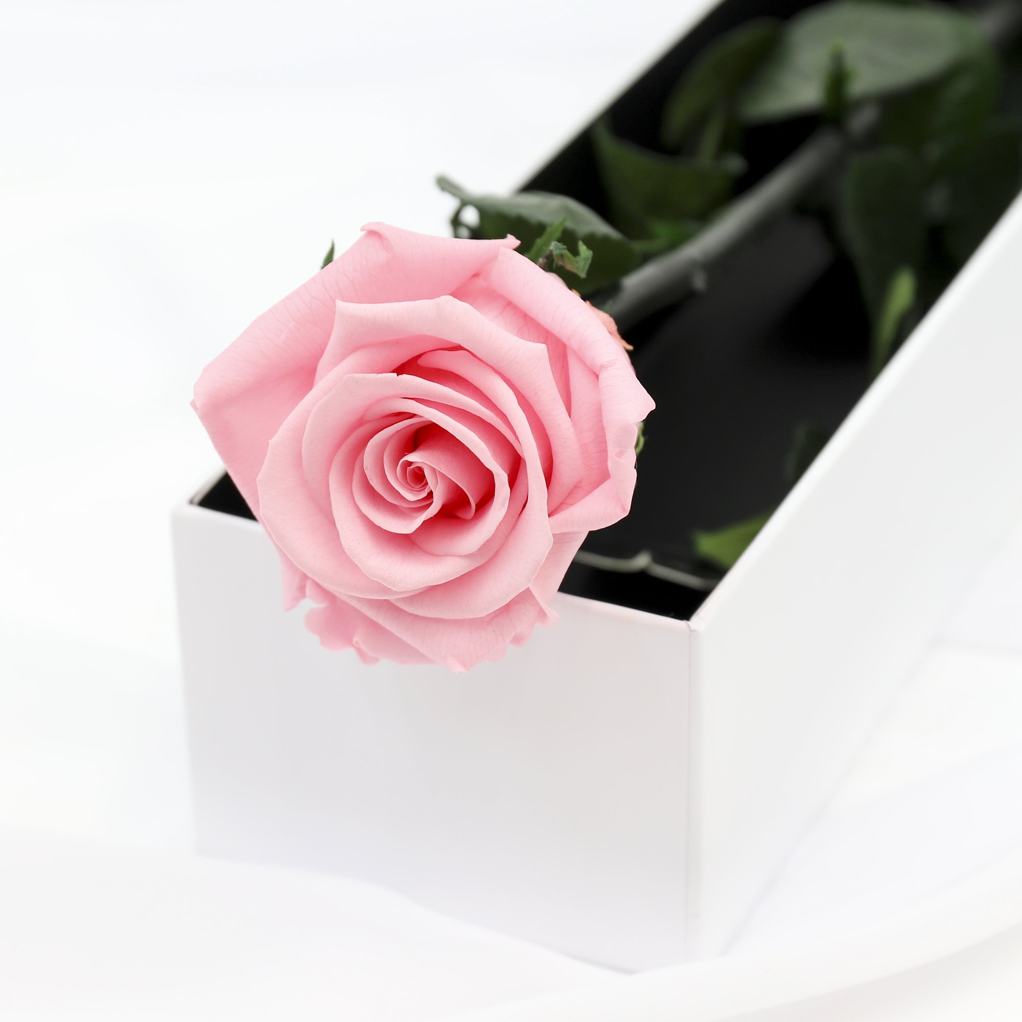 2025 Hot Popular Home decoration Luxury single immortal flower preserved rose with stem in gift box customization logo