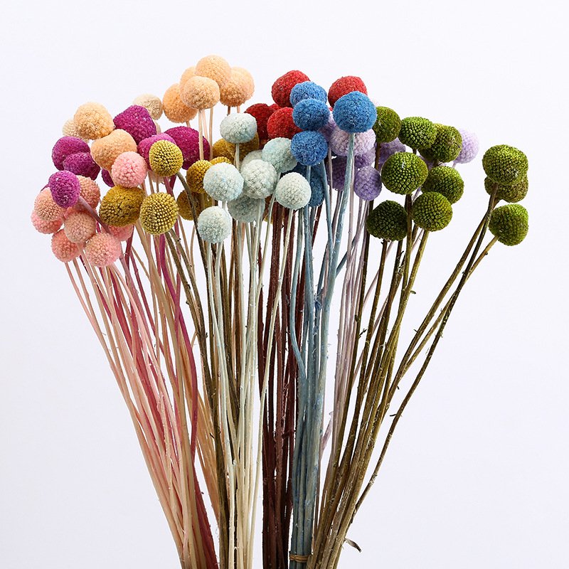 Preserved dried natural Craspedia Billy Balls billy buttons woolly heads, yellow gold fruit flower