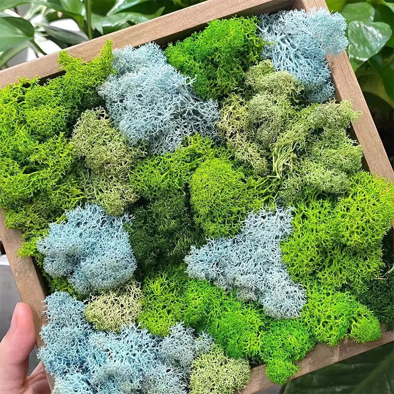 Preserved Cladonia Rangiferina Multi Colors Home Decor Plant Reindeer Moss for Potted Plants