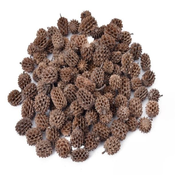 Popular Premium Quality Casurina Potpourri for Wedding Home Event Office Decor & Dried Flower Arrangement