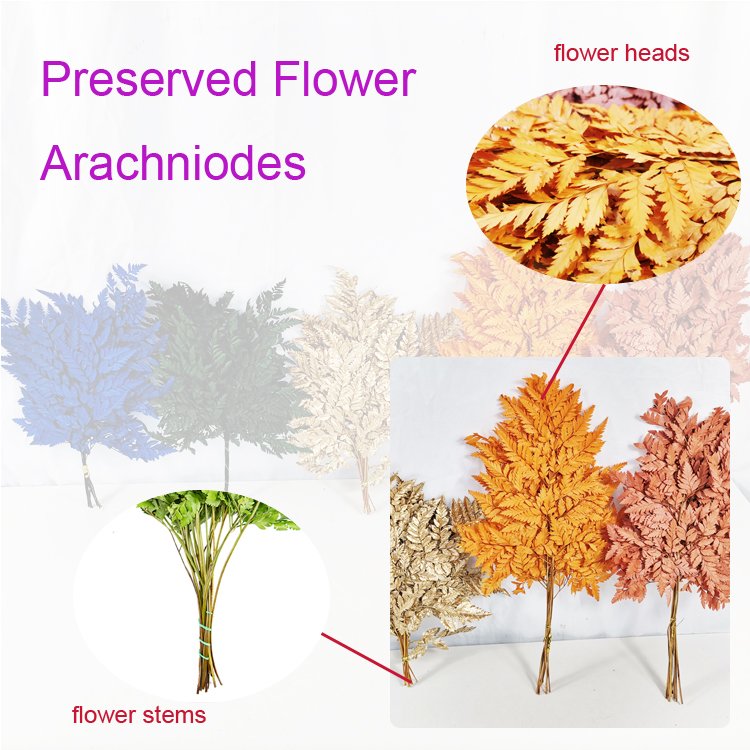 SumFlora Factory supply Love Long Lasting flower 3-5 Years 50-70cm preserved flower arachniodes