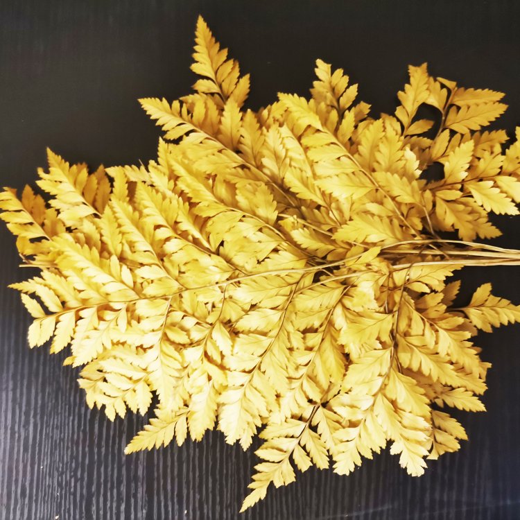 SumFlora Factory supply Love Long Lasting flower 3-5 Years 50-70cm preserved flower arachniodes