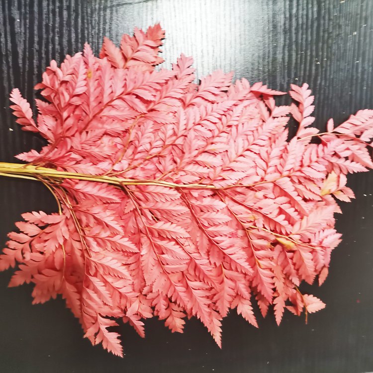 SumFlora Factory supply Love Long Lasting flower 3-5 Years 50-70cm preserved flower arachniodes