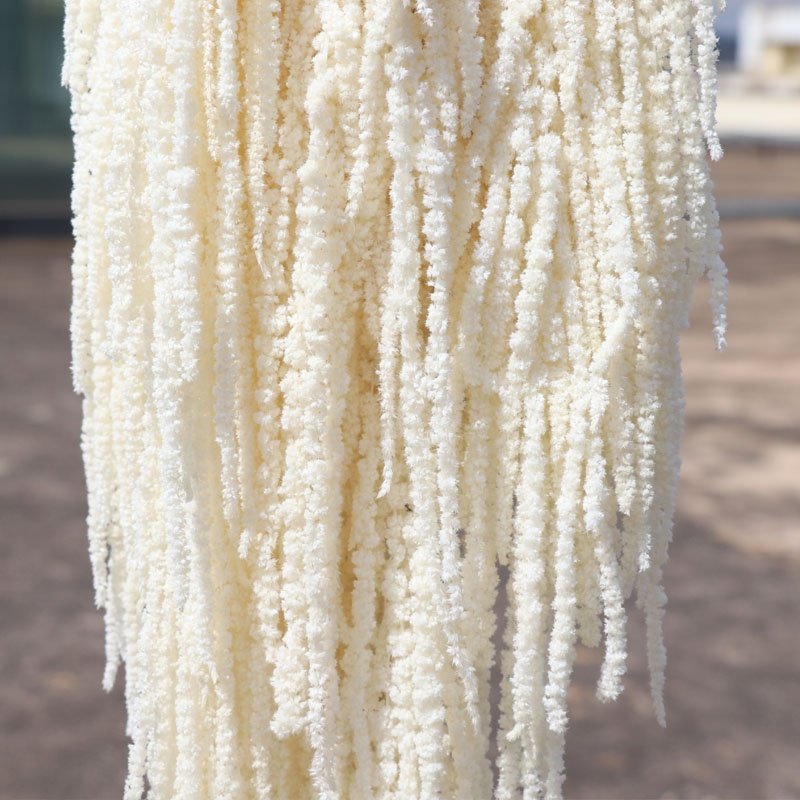 2023 New Hot Selling Wholesale Preserved Flowers Amaranthus For Wedding Home Decoration