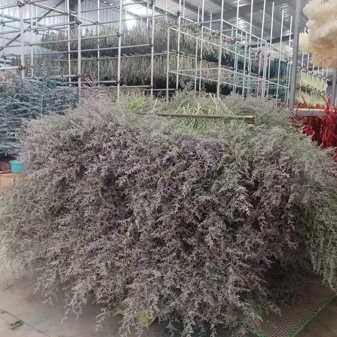 Preserved Natural Flowers Preserved Limonium Statice Everlasting Valentine's Grass Decorative Flower Limonium Statice
