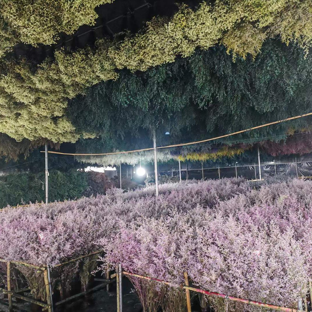 Preserved Natural Flowers Preserved Limonium Statice Everlasting Valentine's Grass Decorative Flower Limonium Statice