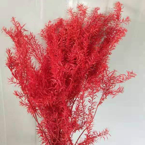 Autumnal Preserved Melaleuca Bracteata Flowers Beautiful Raw Materials for Home and Office Flower Arrangements & Decorations