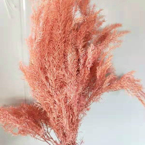 Autumnal Preserved Melaleuca Bracteata Flowers Beautiful Raw Materials for Home and Office Flower Arrangements & Decorations