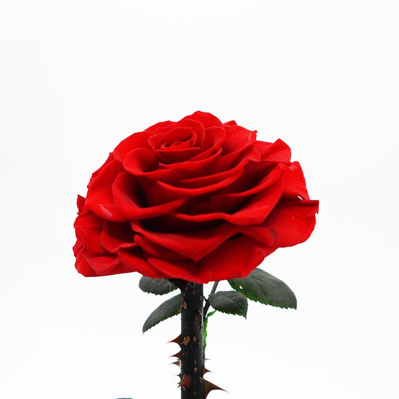 Preserved Flower Glass dome Little Prince Rose Gift Box Valentine's Day Qixi Christmas Gift
