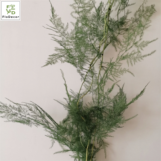 Wholesale Natural Preserved Hanging Ferns Plants Flowers Foliage Wedding Hone Party Decoration