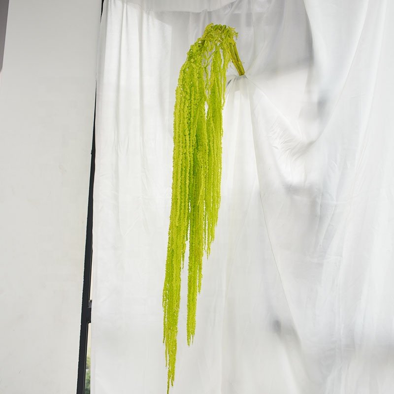 Wedding decoration white flower dried preserved amaranthus hanging amaranthus caudatus preserved Lover's tear flower