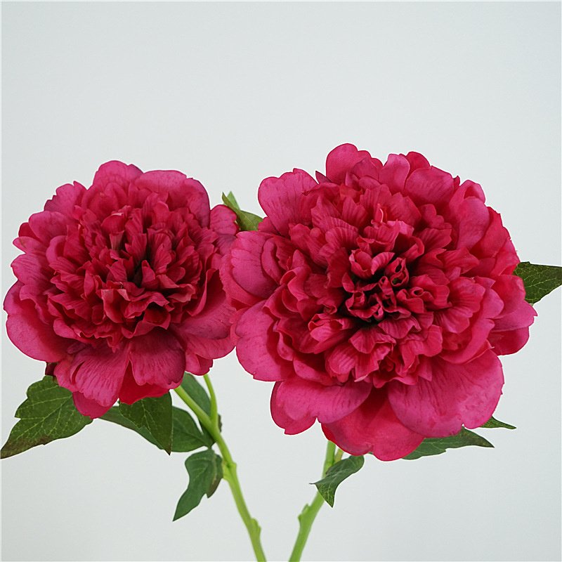 2024 Hot Sale Artificial Real Touch Latex Peony Flower 50cm Size for Wedding Christmas Graduation Halloween New Year Decoration