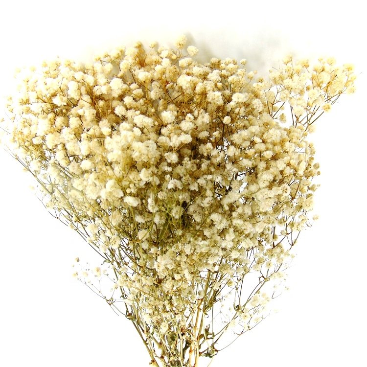 Low price preserved mini Gypsophila preserved gypsophila preserved flower wholesale preserved flowers in glass