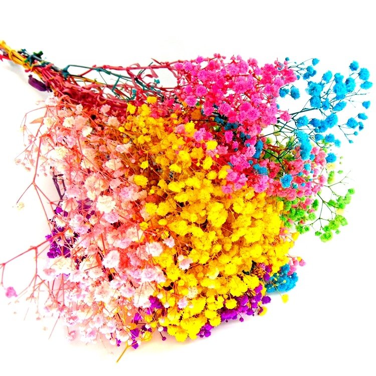 Low price preserved mini Gypsophila preserved gypsophila preserved flower wholesale preserved flowers in glass