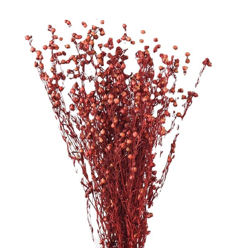Preserved natural flax bean, jequirity, flaxseed pods flower, jumble-beads, floral arrangements