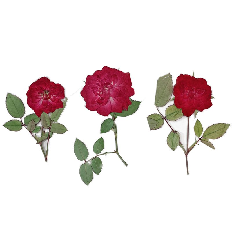 Rose With Brunch- Hot Sales Resin Craft Used Real Natural Dried And Pressed Flowers