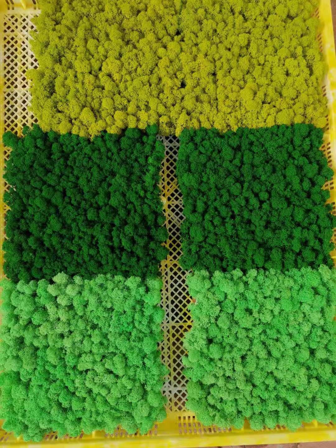 Preserved moss wall art Natural reindeer moss wall panel indoor decorate lichens preserved colorful moss panel