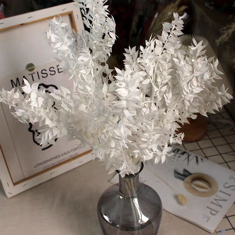 Preserved Dry Flower Preserved Bleached Eucalyptus Small leaves Preserved Italian Ruscus for Any Event's Decoration