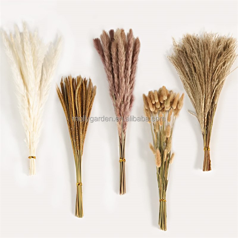 60 pcs BOHO Natural Pampas Bunny Tail Grass Preserved Rabbit Tail Grass Colorful Dried Flower Decoration dried flower