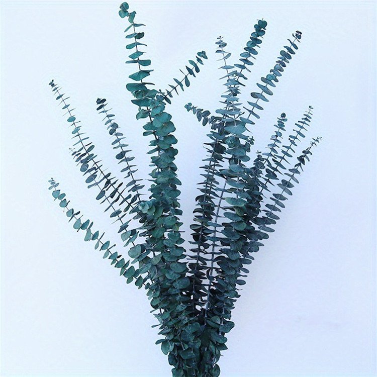 Preserved Natural Eucalyptus Leaves Real Touch For Wedding Home Decor DIY Bouquets And Dried Floral Arrangements