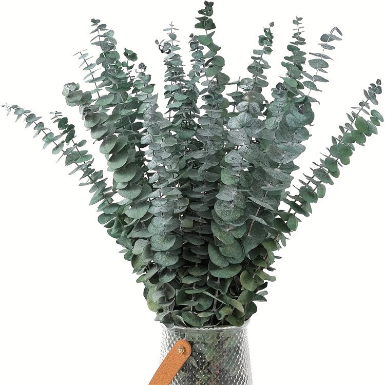 Preserved Natural Eucalyptus Leaves Real Touch For Wedding Home Decor DIY Bouquets And Dried Floral Arrangements