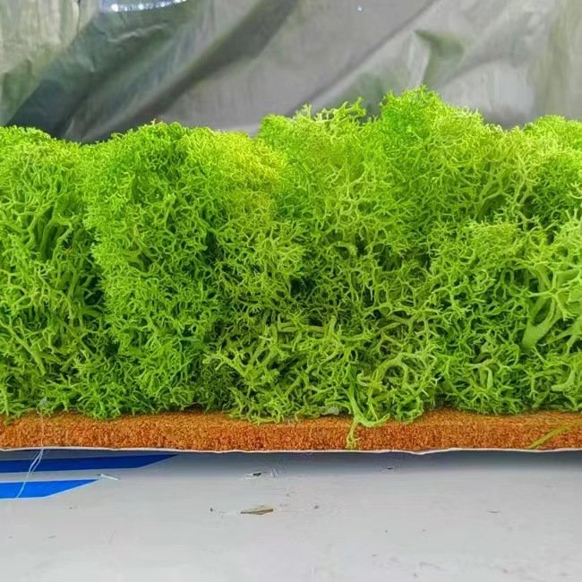 Wholesale Eternal Moss Colorful 500g Preserved Flower Long Lasting Eternal Naturale Green Preserved Lichen