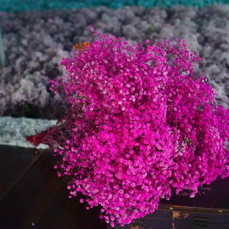 AX-17 Preserved Baby's Breath Flower Big Artificial Gypsophila for Wedding Christmas & Graduation Party Decoration
