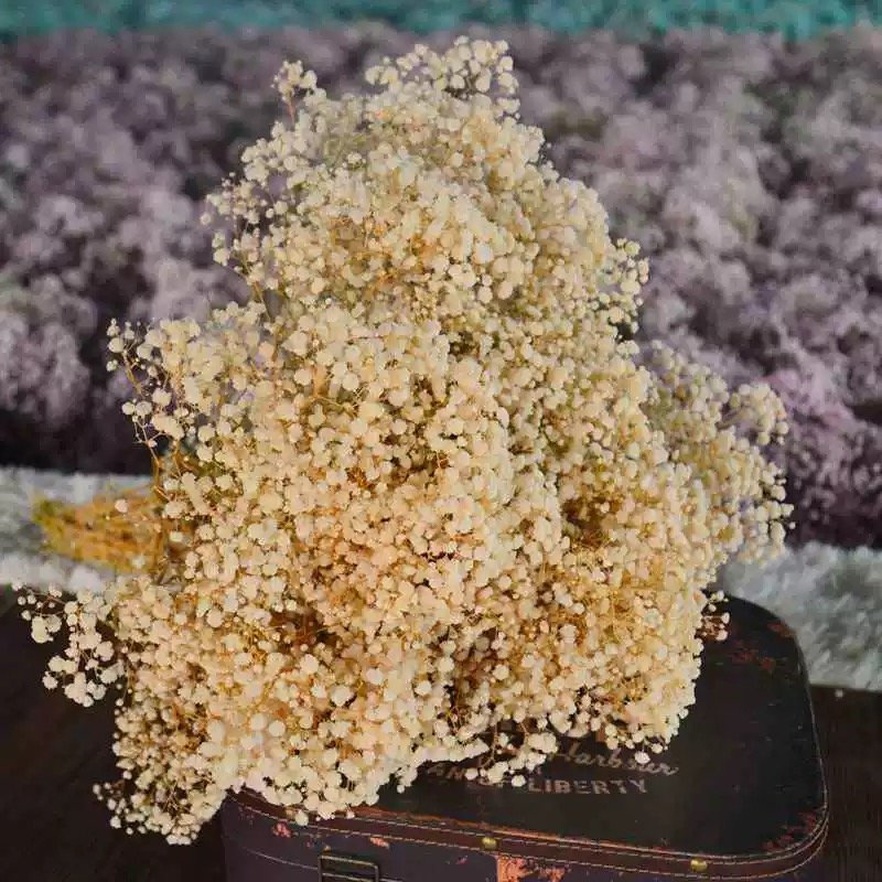 AX-17 Preserved Baby's Breath Flower Big Artificial Gypsophila for Wedding Christmas & Graduation Party Decoration